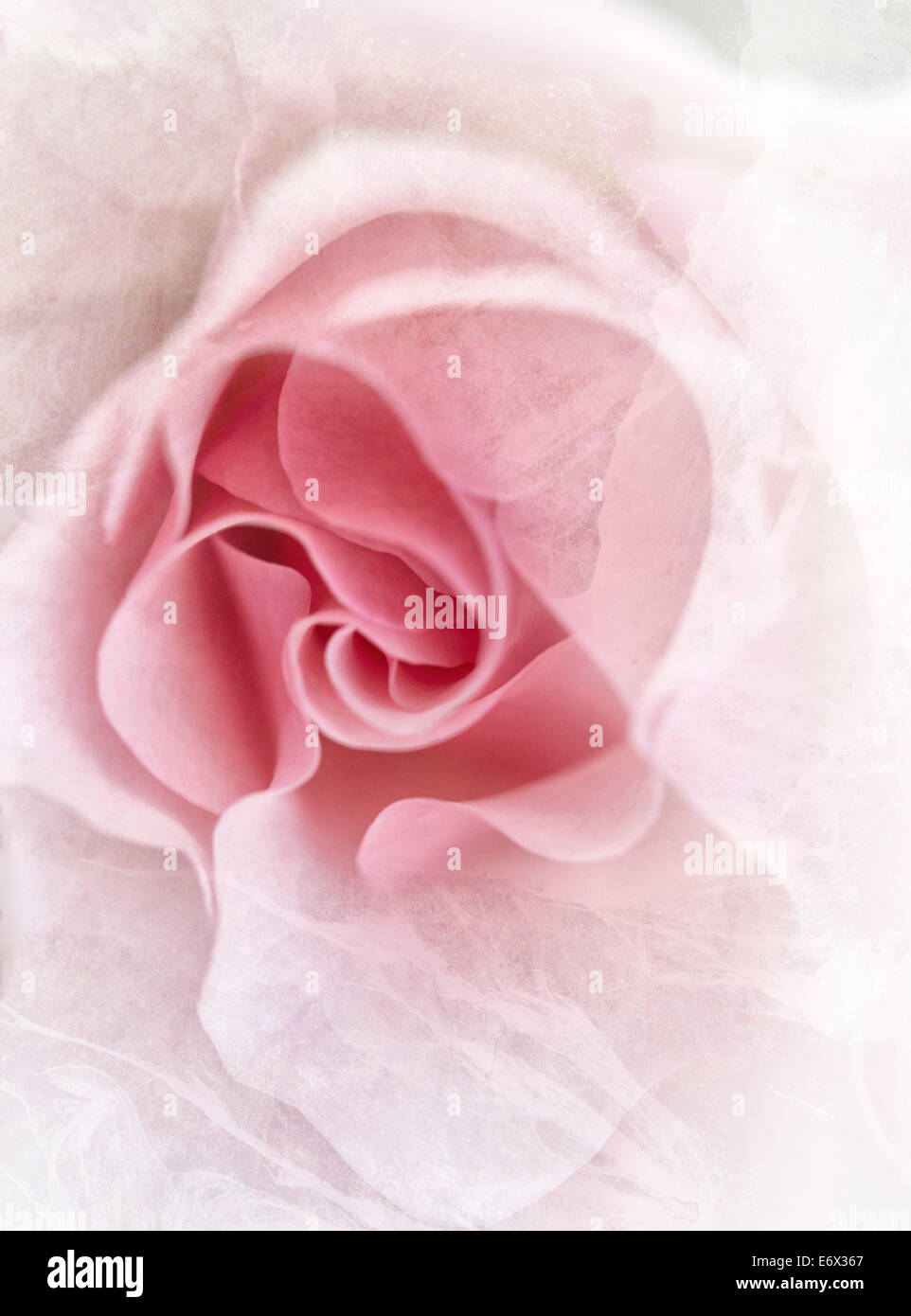 Fleurs rose rose - Rosa Banque D'Images