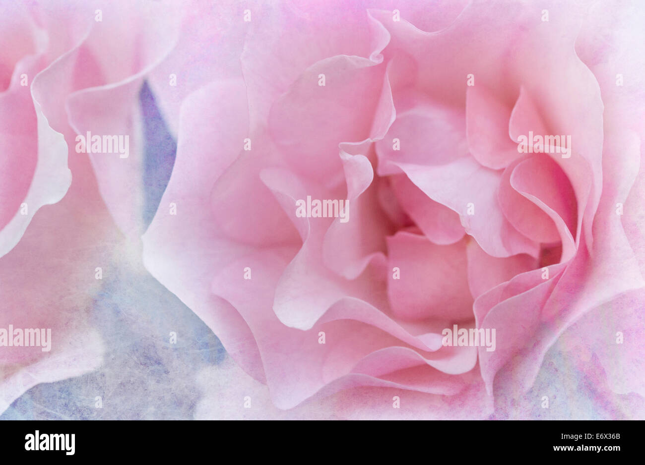 Fleurs rose rose - Rosa Banque D'Images