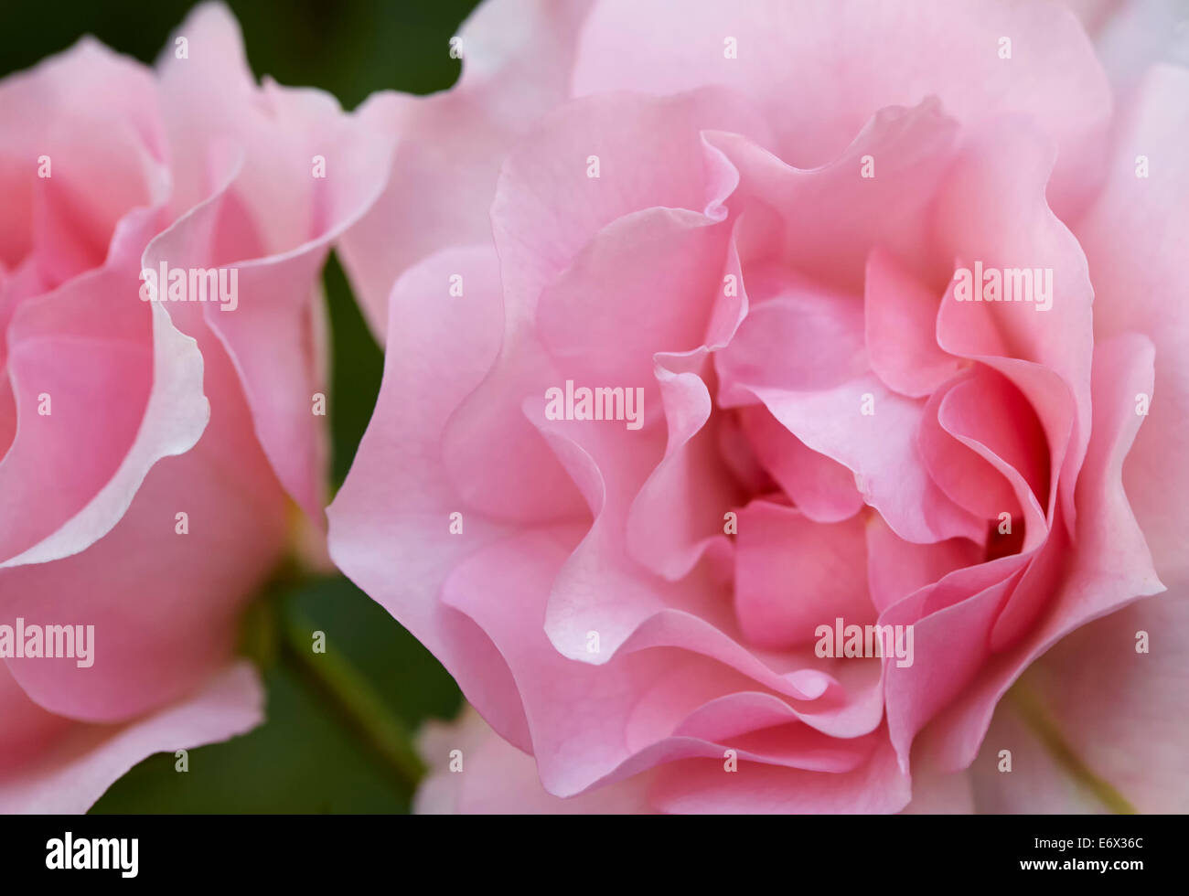 Fleurs rose rose - Rosa Banque D'Images