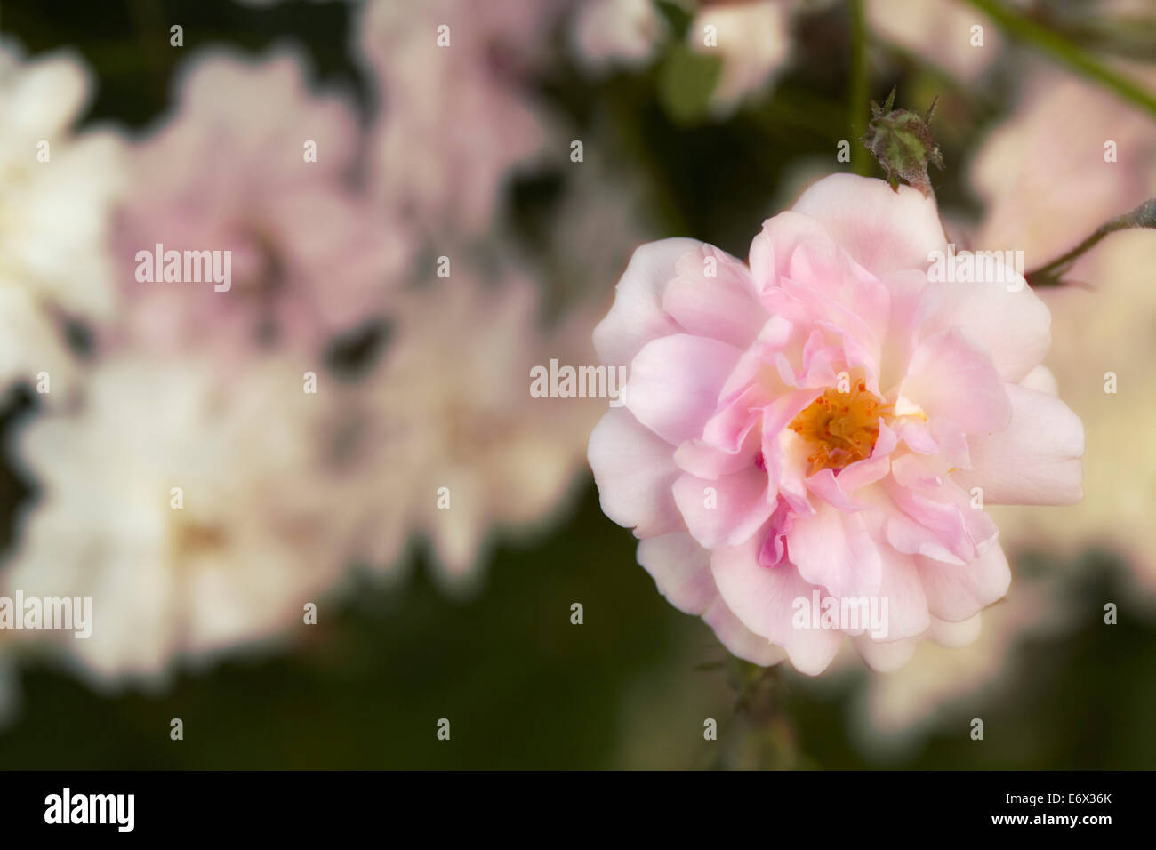 Fleurs rose rose - Rosa Banque D'Images