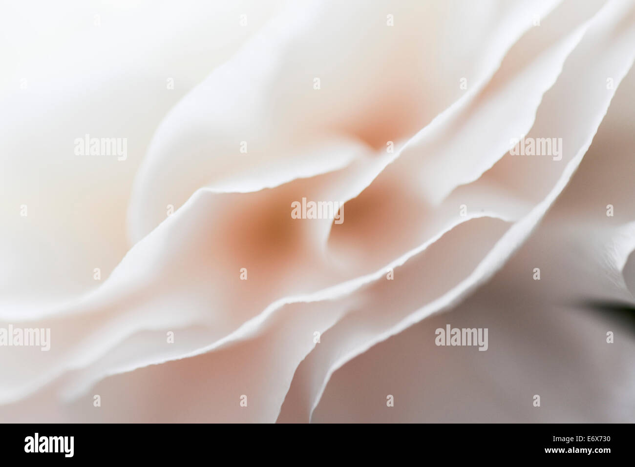 Close up of a white ranunculus blossom, Hambourg, Allemagne Banque D'Images