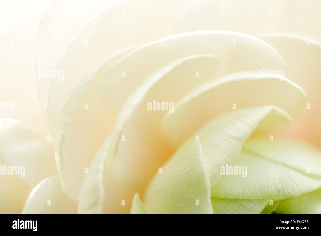 Close up of a white ranunculus blossom, Hambourg, Allemagne Banque D'Images