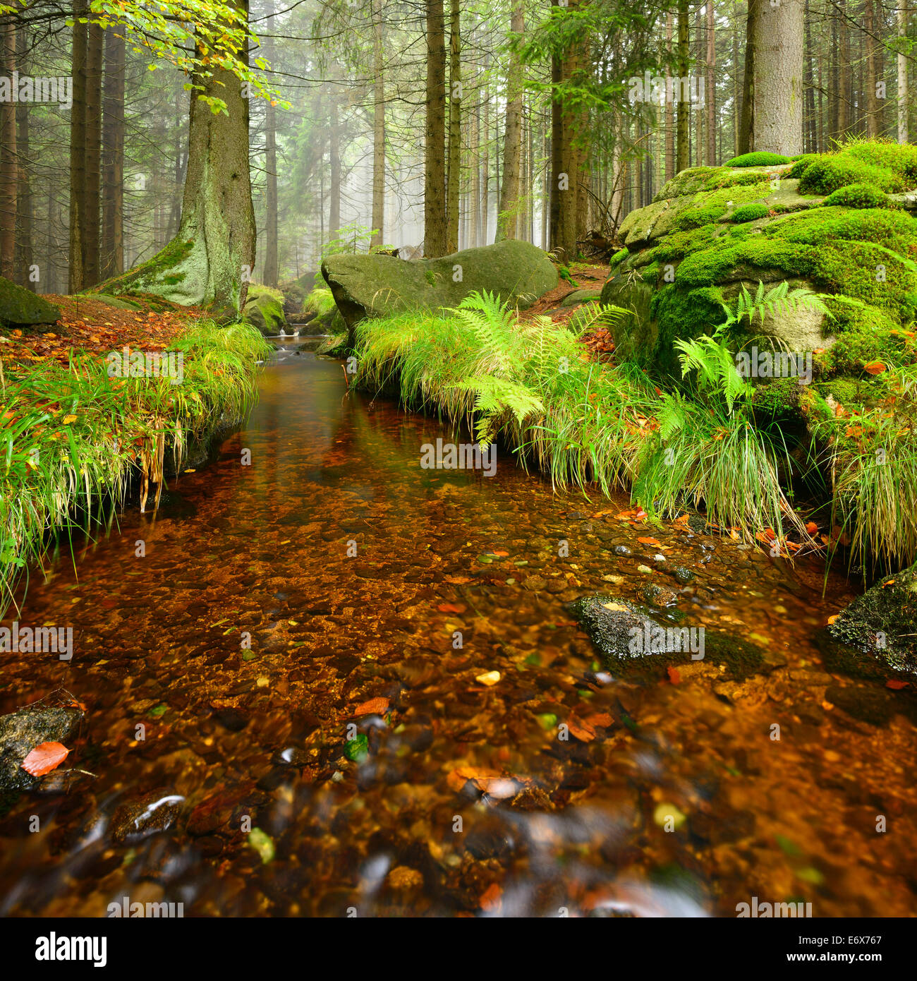 Dans un flux de Misty Mountain Forest, parc national du Harz, Saxe-Anhalt, Allemagne Banque D'Images