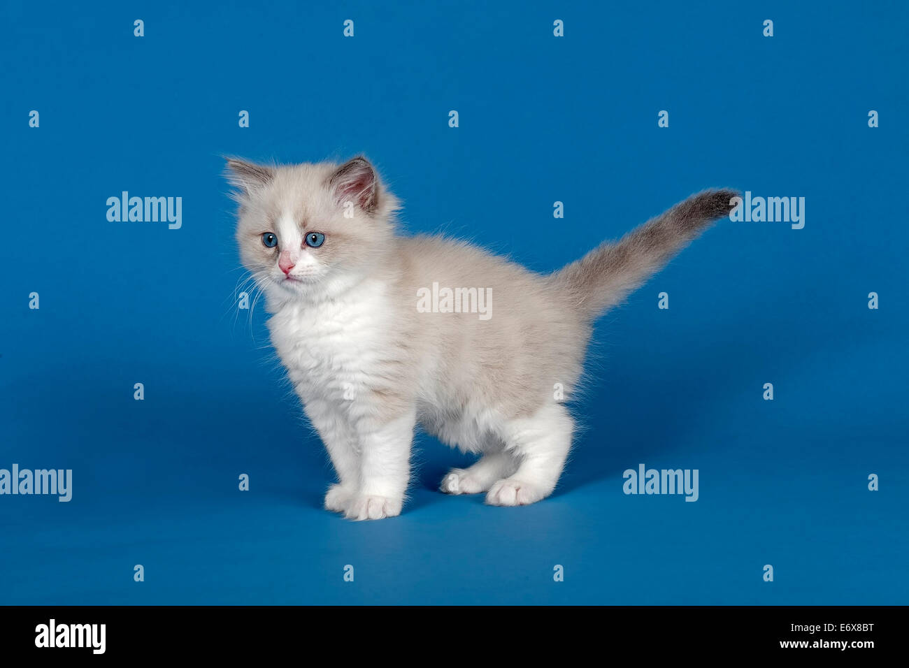 Chat, chaton Ragdoll, 9 semaines, bleu, bicolore Photo Stock - Alamy