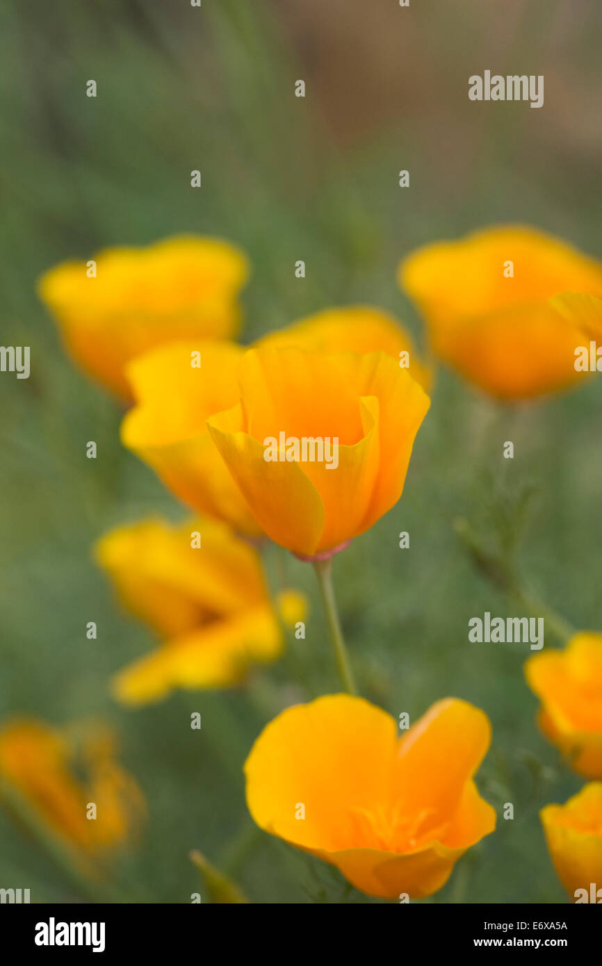 Eschscholzia californica. Fleurs de pavot de Californie. Banque D'Images