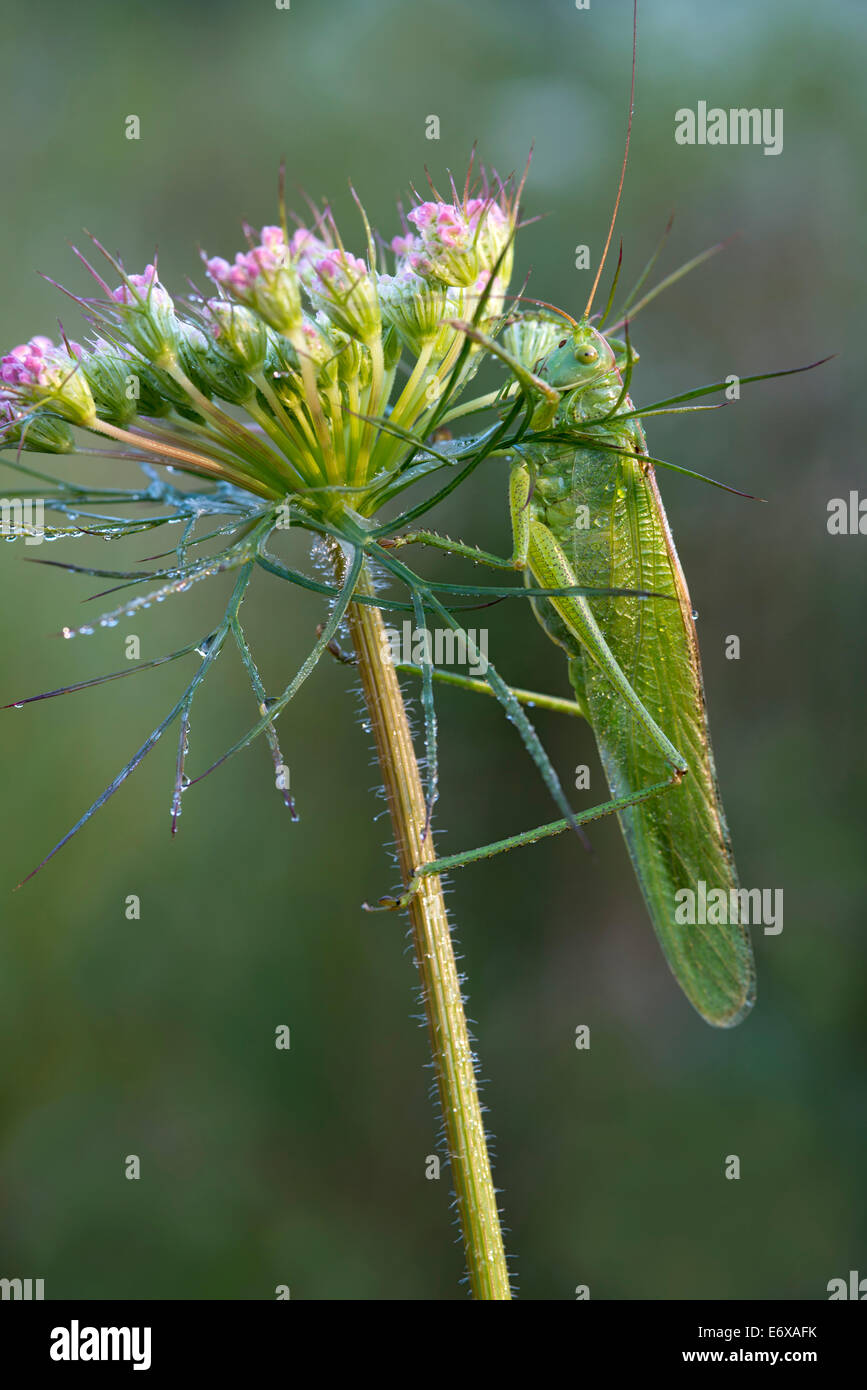 Grand Green Bush-Cricket (Tettigonia viridissima), Burgenland, Autriche Banque D'Images