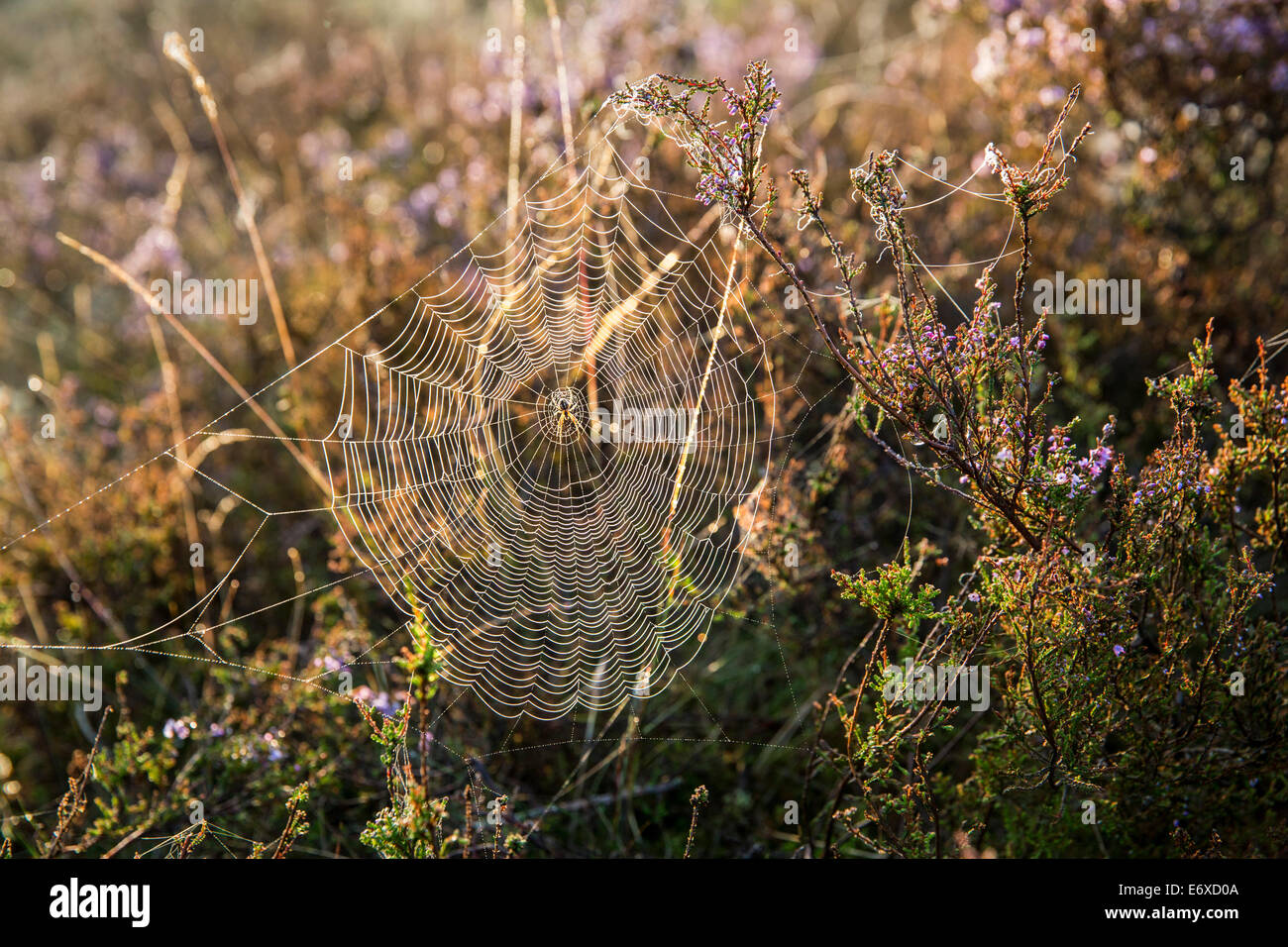 Pays-bas, Bussum, des landes ou de lande appelée Fransche Kampheide. Le lever du soleil. Spider web Banque D'Images