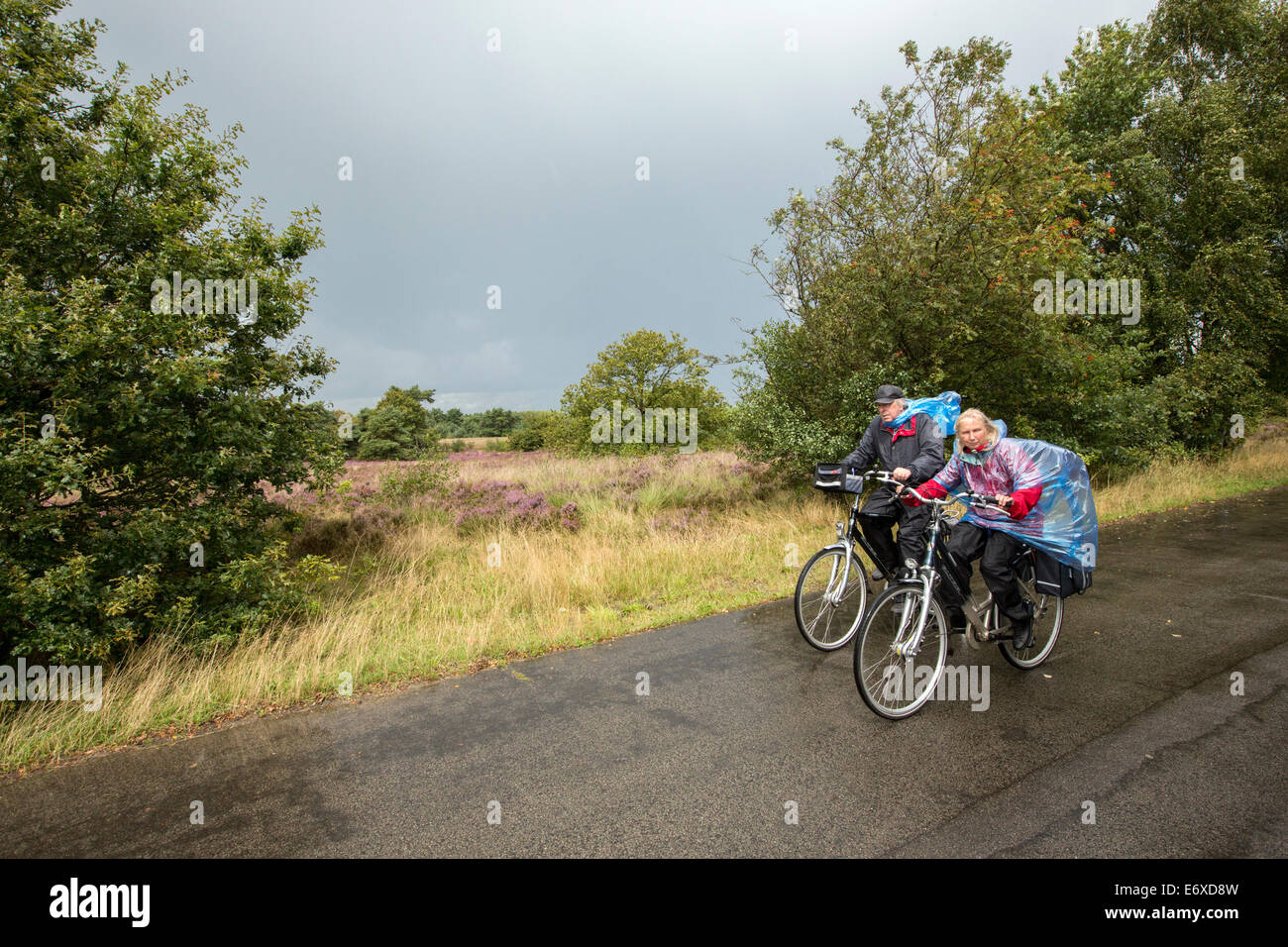 Havelte Pays-bas, Landes, landes ou Holtingerveld appelé Heide. La floraison Heath. Les gens à vélo dans la pluie Banque D'Images