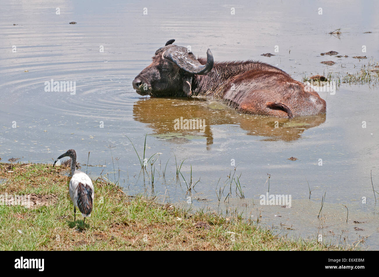 SYNCHERUS africaine Bufallo CAFFER se vautrer dans l'eau peu profonde au bord du Parc National du Lac Nakuru au Kenya Afrique Afrique de l'Est B Banque D'Images