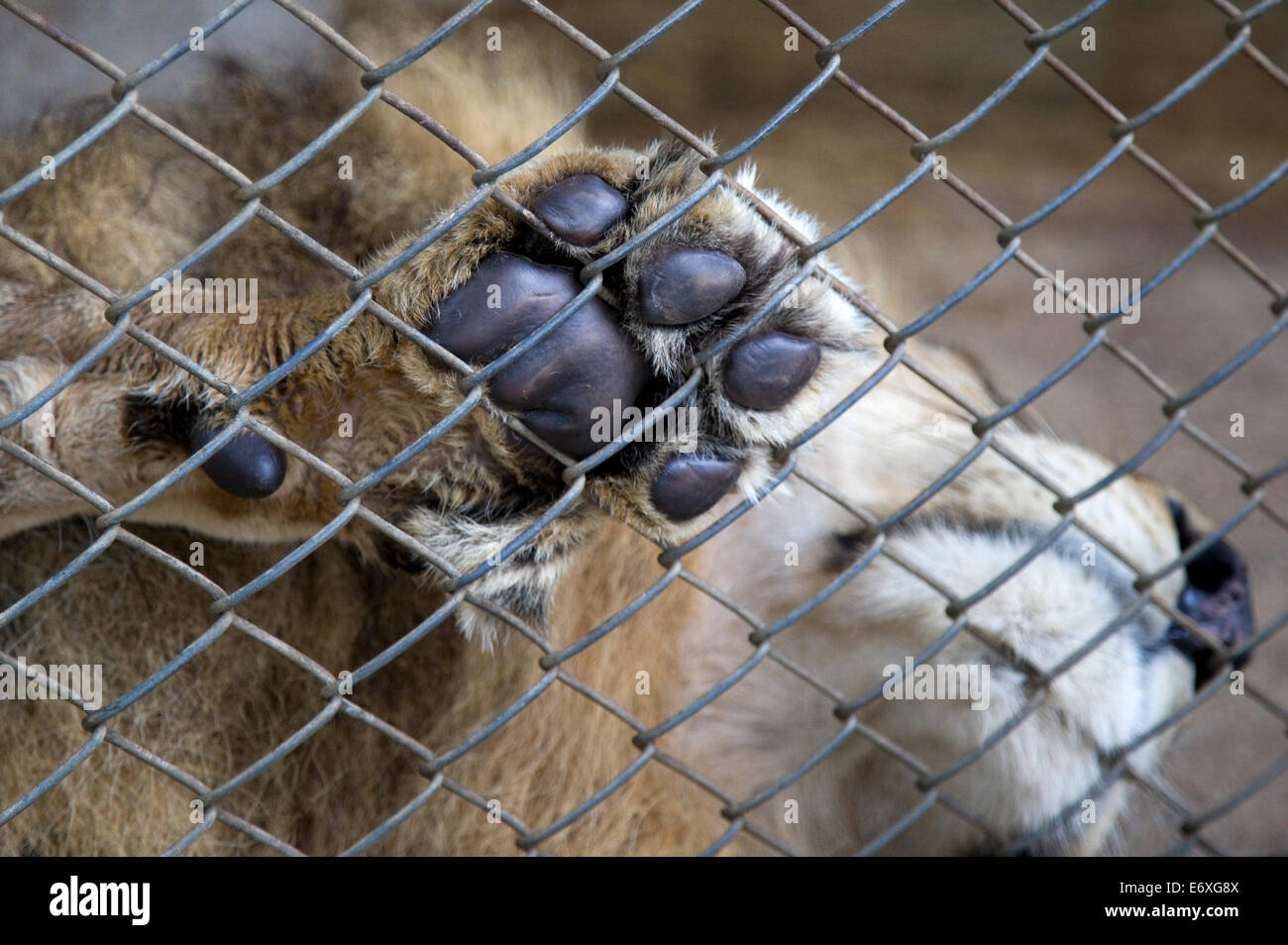 Tiger avec une patte appuyée contre le fil derrière une cage dans Chiang Mai, Thaïlande Banque D'Images