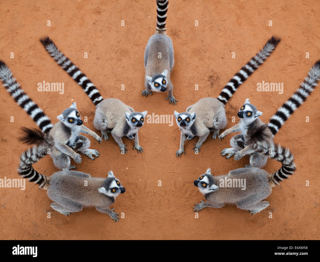 Lémuriens Ringtailed Lemur catta, Berenty Réserve, Madagascar, Afrique du Sud, la composition numérique Banque D'Images