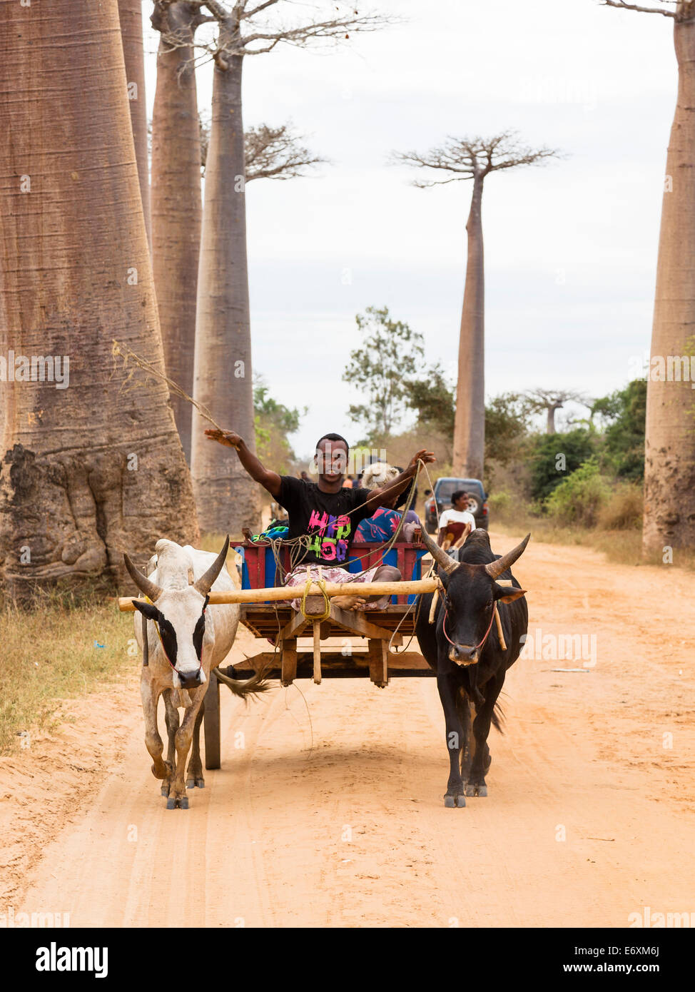 Oxcart sur une allée près de Morondava Baobab, Adansonia grandidieri, Madagascar, Afrique Banque D'Images