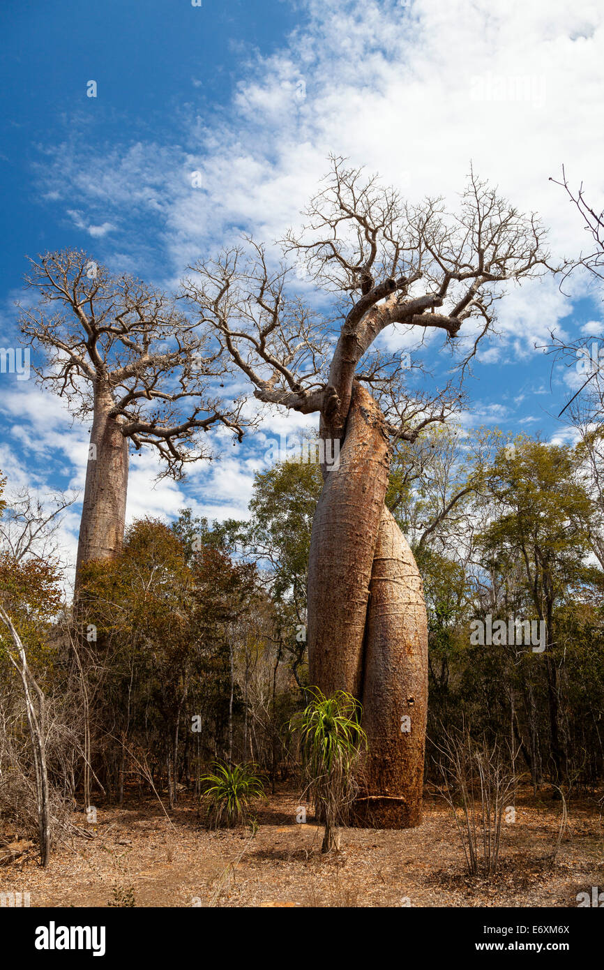 Baobabs dans l'amour, l'Adansonia rubrostipa, près de Morondava, Madagascar Banque D'Images