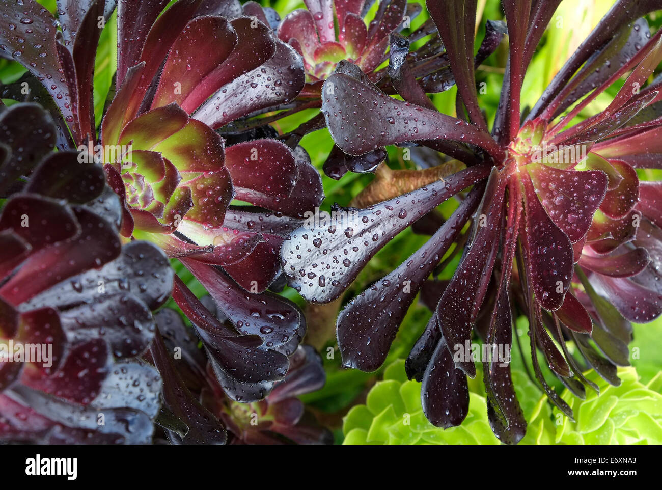 Aeonium plante dans jardin Banque D'Images