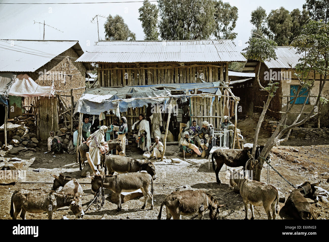 Les ânes dans le village de Gorgora, Ethiopie, Afrique Banque D'Images