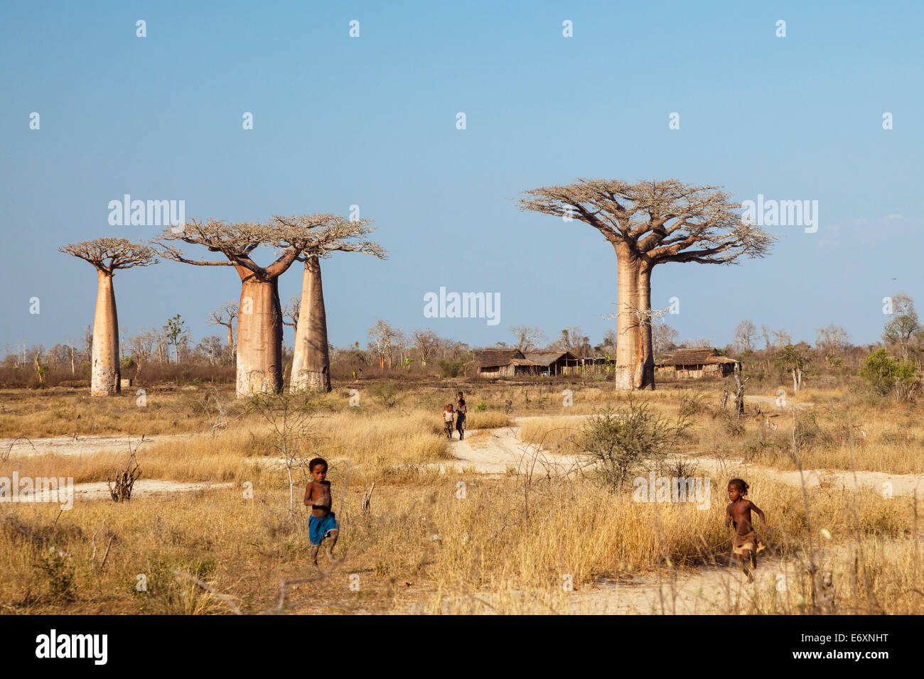 Baobabs et village près de Morondava, l'Adansonia grandidieri, Madagascar, Afrique de l'Ouest Banque D'Images