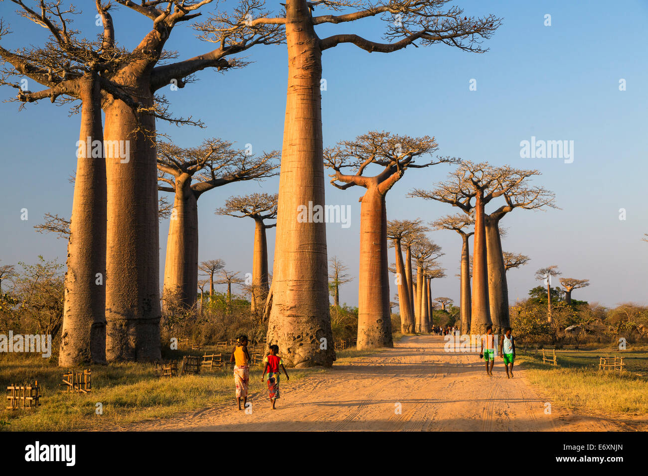 Baobabs près de Morondava, l'Adansonia grandidieri, Madagascar Banque D'Images