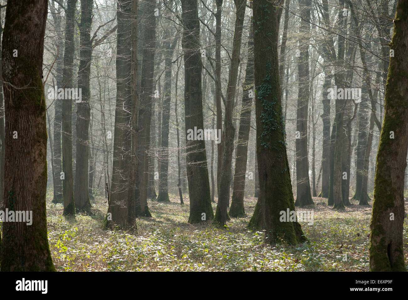 Bois de la brigade des marines Banque de photographies et d’images à