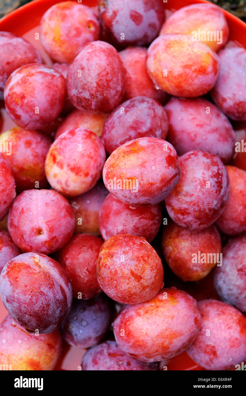 Pile de prunes rouges fraîchement cueillies Banque D'Images