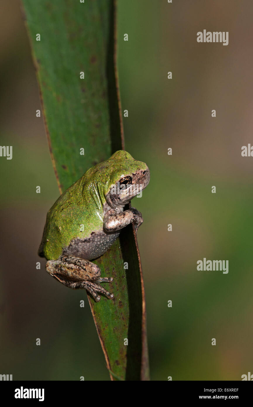 Grenouille grise (Dryophytes versicolor) sur la feuille Banque D'Images