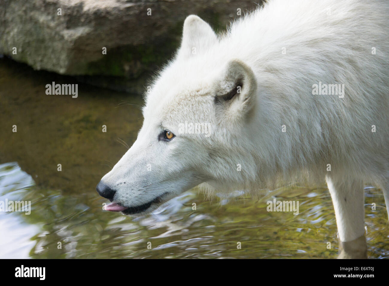 Canadian White wolf en prenant un verre dans le zoo de Berlin Banque D'Images