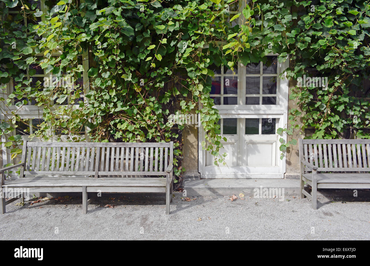 Grimpantes de lierre sur une maison avec banc en bois Banque D'Images