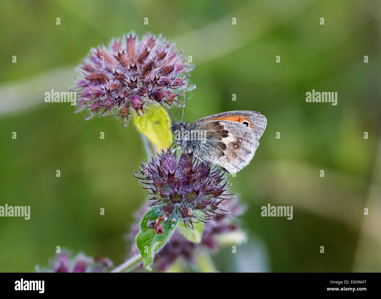 Petit Heath papillon sur fleur de basilic sauvage. Blackstone bas, près de 1 156 km, Sussex, Angleterre. Banque D'Images