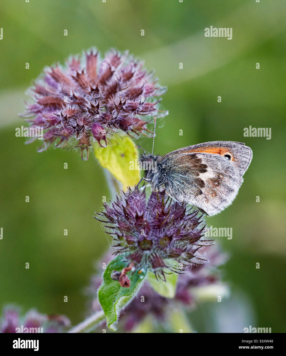 Petit Heath papillon sur fleur de basilic sauvage. Blackstone bas, près de 1 156 km, Sussex, Angleterre. Banque D'Images
