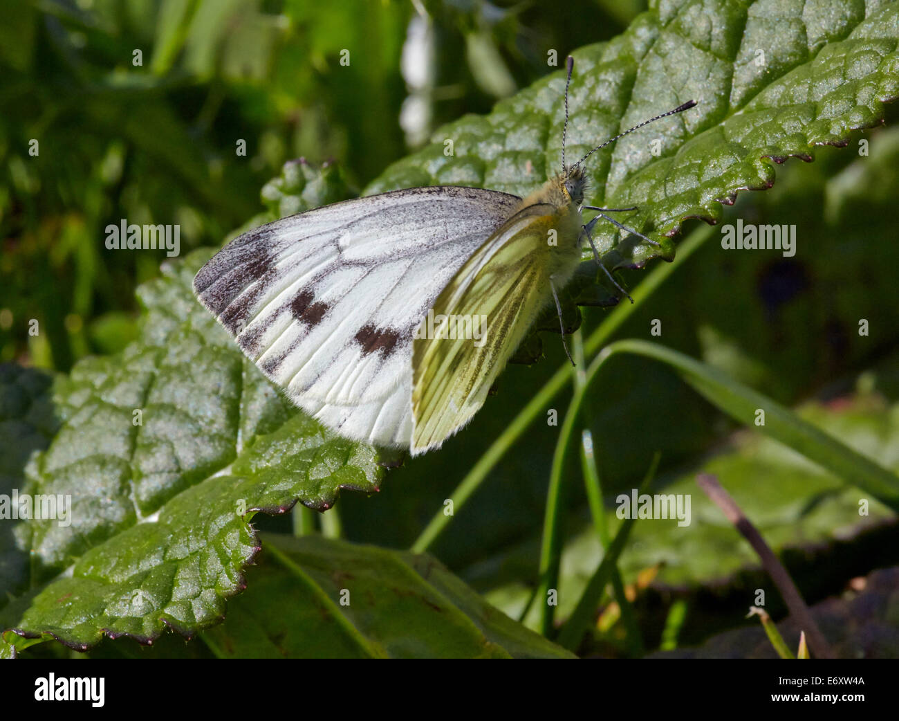 Papillon blanc veiné de vert (femelle). Blackstone bas, près de 1 156 km, Sussex, Angleterre. Banque D'Images