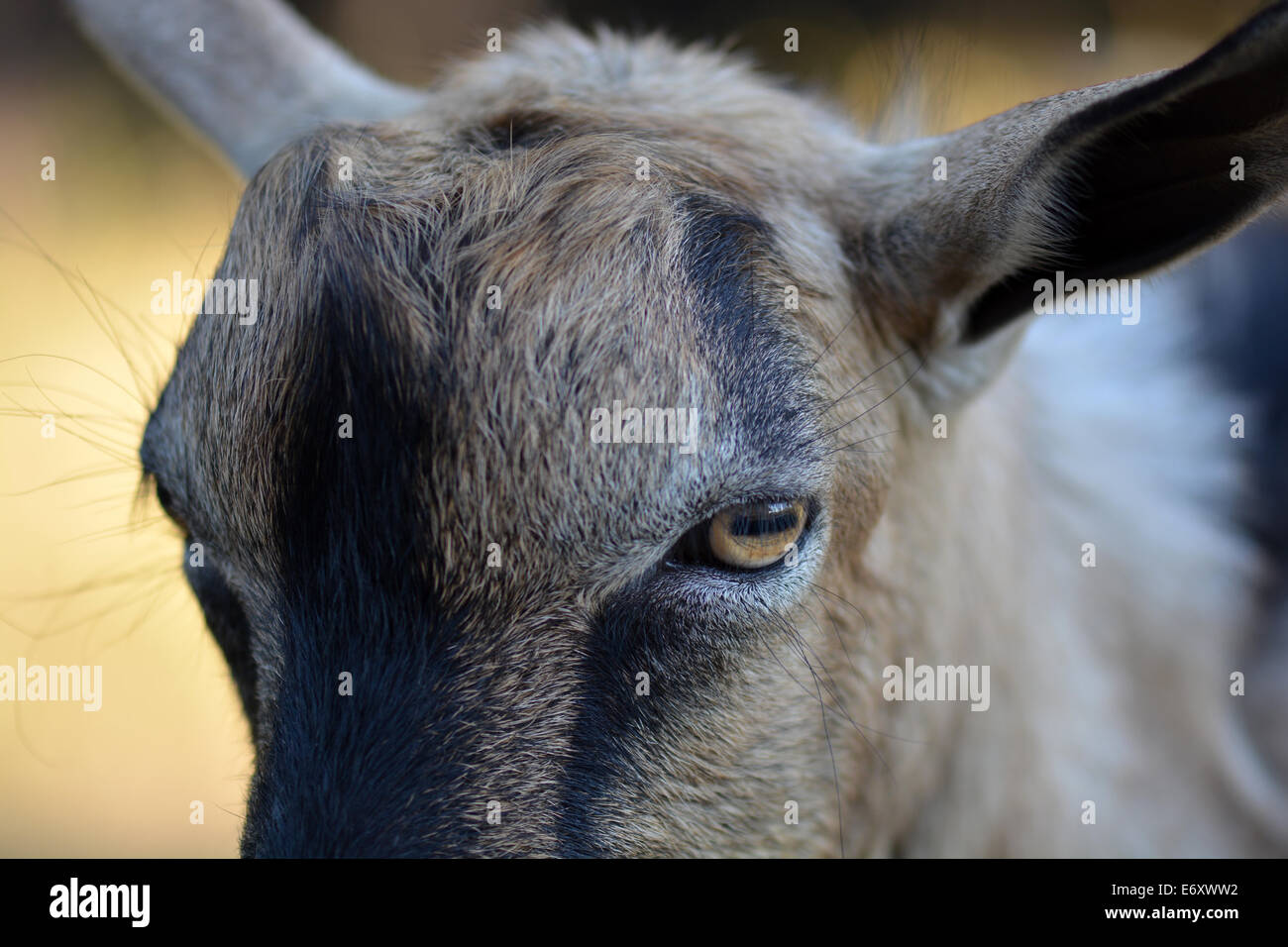 Portrait d'un drôle à la chèvre à l'appareil photo Banque D'Images