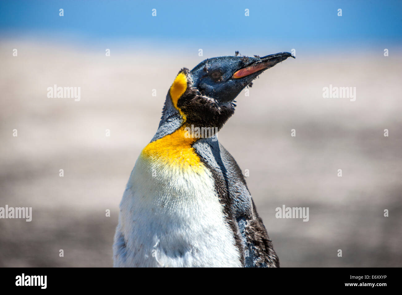 Image De Manchots Sur Une Image De Plage Ce manchot empereur était seul de son espèce sur la plage. Il était en période de mue et il ne peut pas aller à l'eau froide au cours de th Photo Stock -