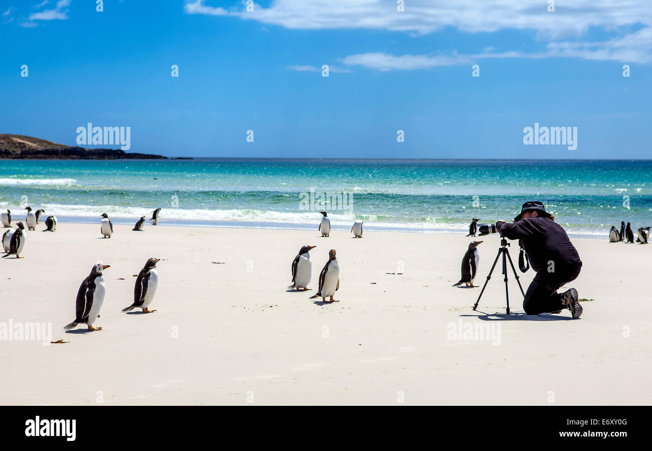 Photographe sur le plateau avec des pingouins dans les îles Falkland. Je suis resté là pendant 45 minutes, les pingouins s'approcha lentement, th Banque D'Images