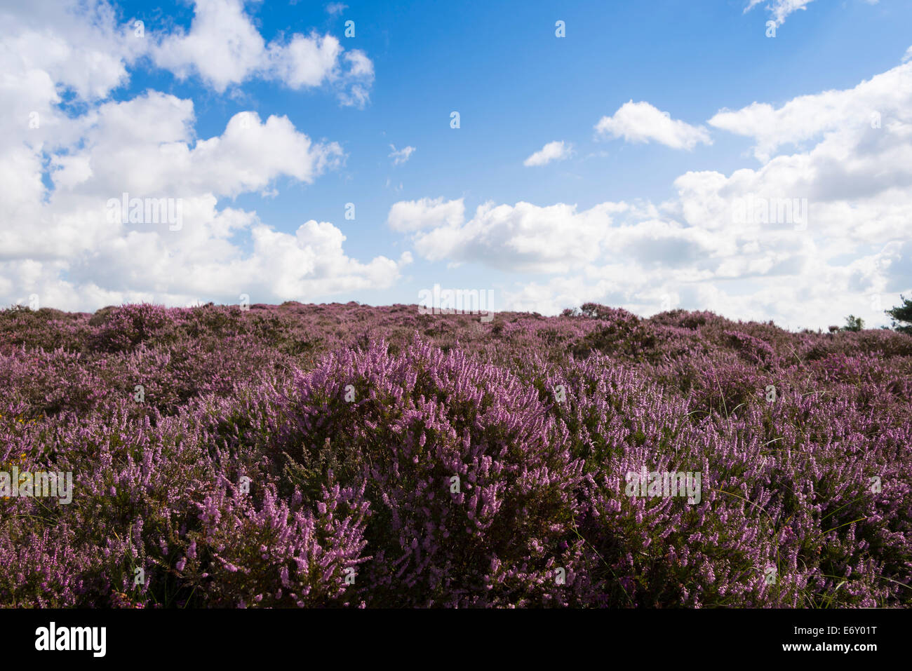 La bruyère (Calluna vulgaris) en fleurs sur Dunwich Heath et Dunwich, Suffolk, Angleterre, Royaume-Uni. Banque D'Images