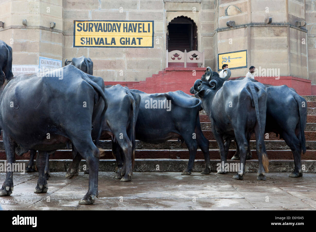 Un troupeau de buffles d'eau sur la promenade de la rivière du Gange, Varanasi, Uttar Pradesh, Inde Banque D'Images