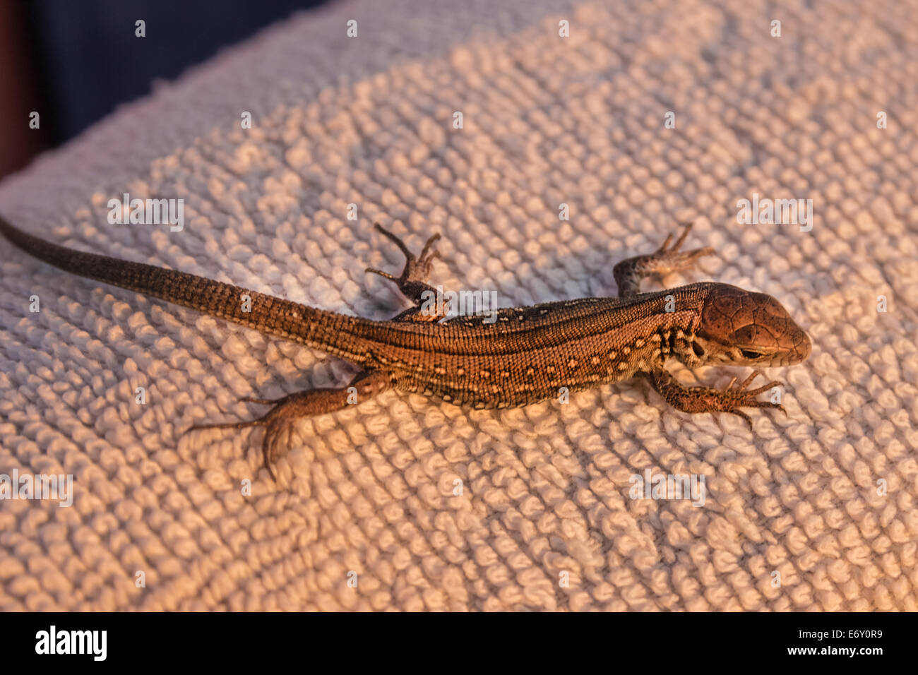 Le lézard est chauffée dans les poutres du coucher de soleil sur une serviette blanche. Banque D'Images