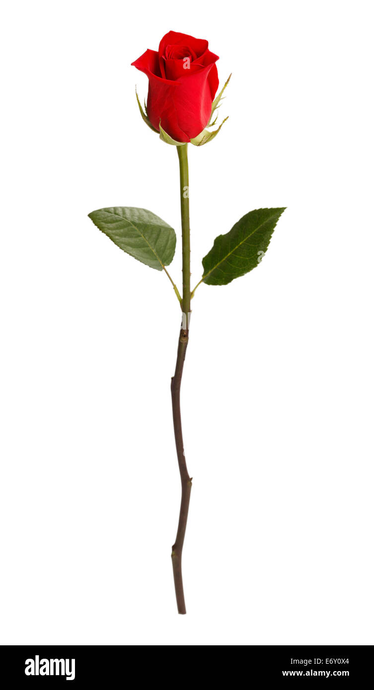 Seule Rose isolé sur fond blanc. Banque D'Images