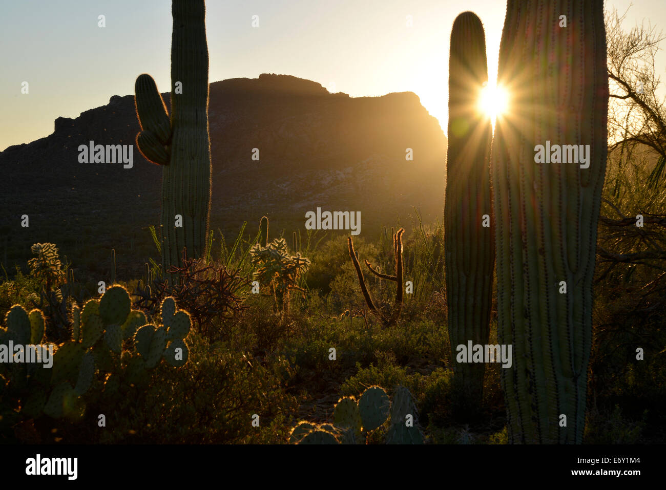 Le soleil descend au-dessus de Tucson Mountain Park, désert de Sonora, Tucson, Arizona, USA. Banque D'Images