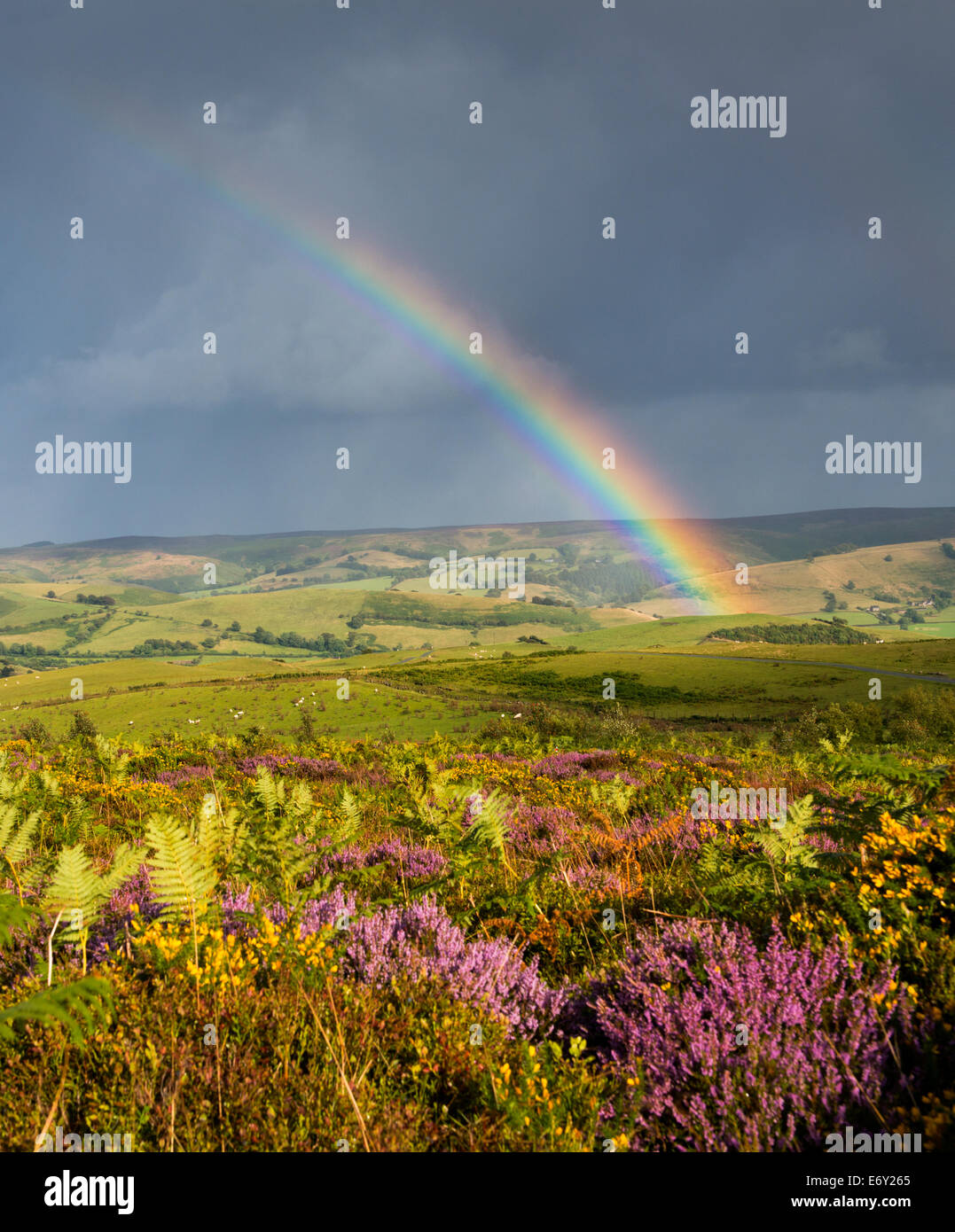 La bruyère et les ajoncs en fleurs sur les pentes de la Stiperstones, Shropshire, Angleterre. Banque D'Images