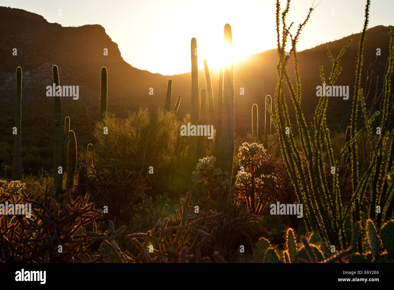 Le soleil descend au-dessus de Tucson Mountain Park, désert de Sonora, Tucson, Arizona, USA. Banque D'Images