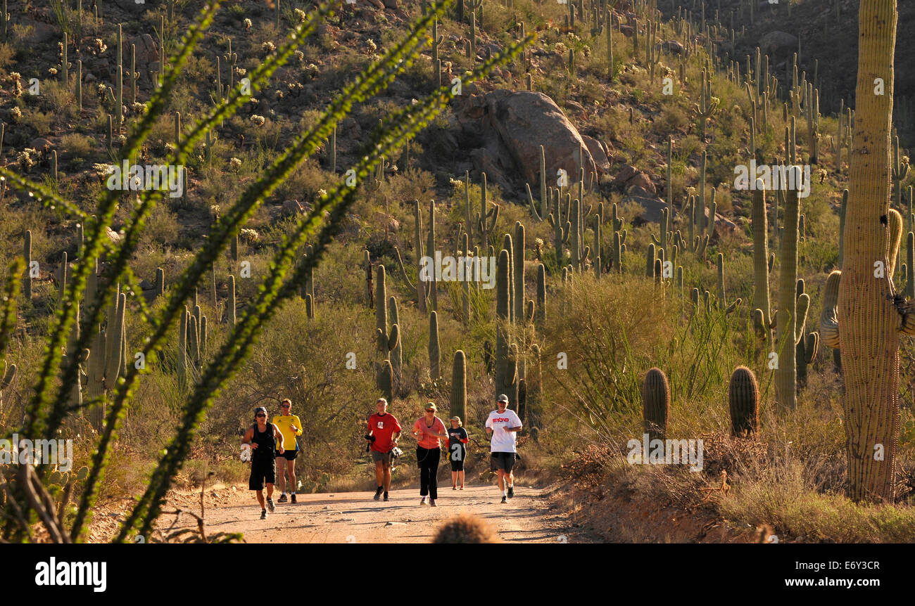 Coureurs et marcheurs participent à une course de 5 km dans la région de Saguaro National Park dans le désert de Sonora, Tucson, Arizona, USA. Banque D'Images