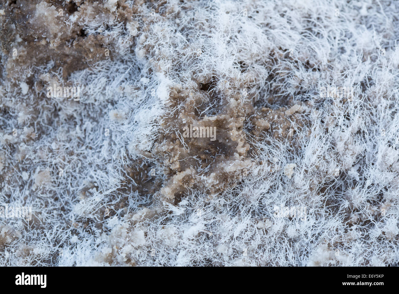 Formations de cristaux de sel sur le plancher de la Death Valley National Park, en Californie. Banque D'Images