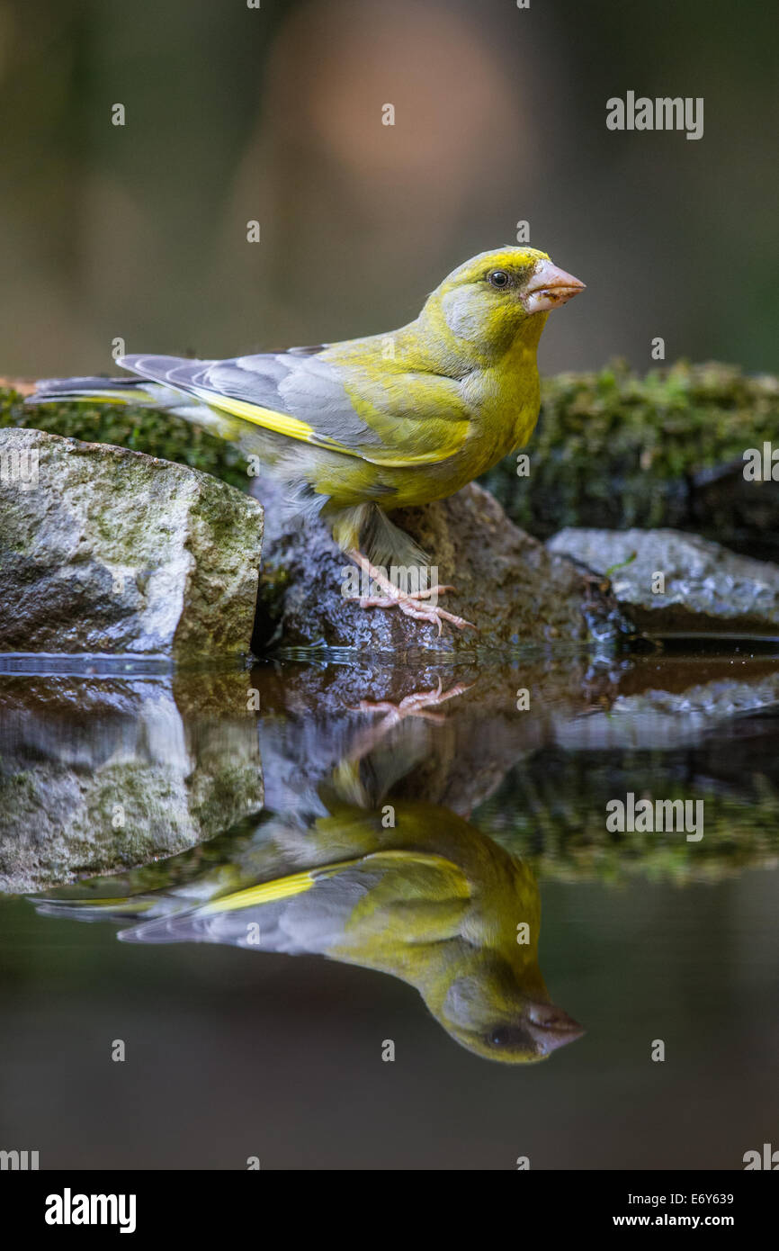 Verdier d'Europe mâle adulte (Chloris chloris)debout sur les pierres couvertes de mousse au bord d'une piscine Banque D'Images