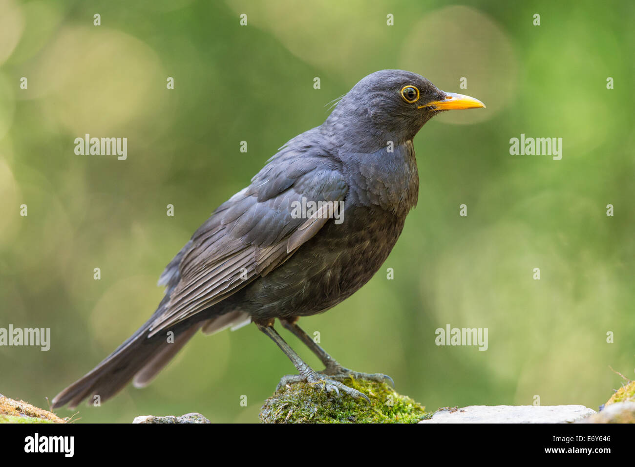 Jeune mâle Merle noir (Turdus merula) debout sur la mousse Banque D'Images