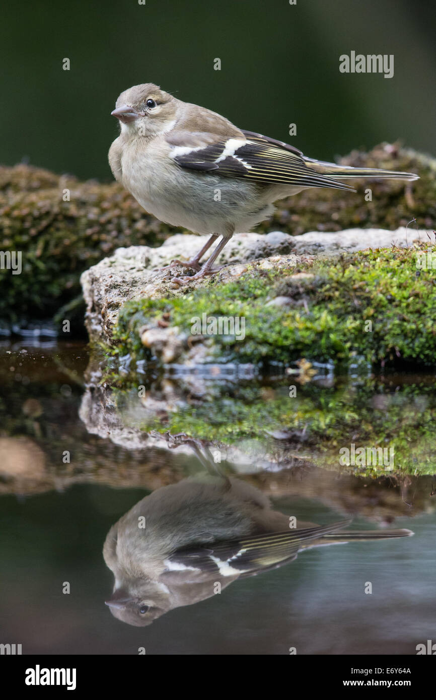 Femelle adulte (Fringilla coelebs Chaffinch) au bord d'une piscine Banque D'Images