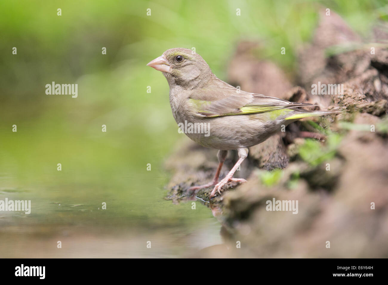 Verdier d'Europe femelle adulte (Chloris chloris) à un pool Banque D'Images