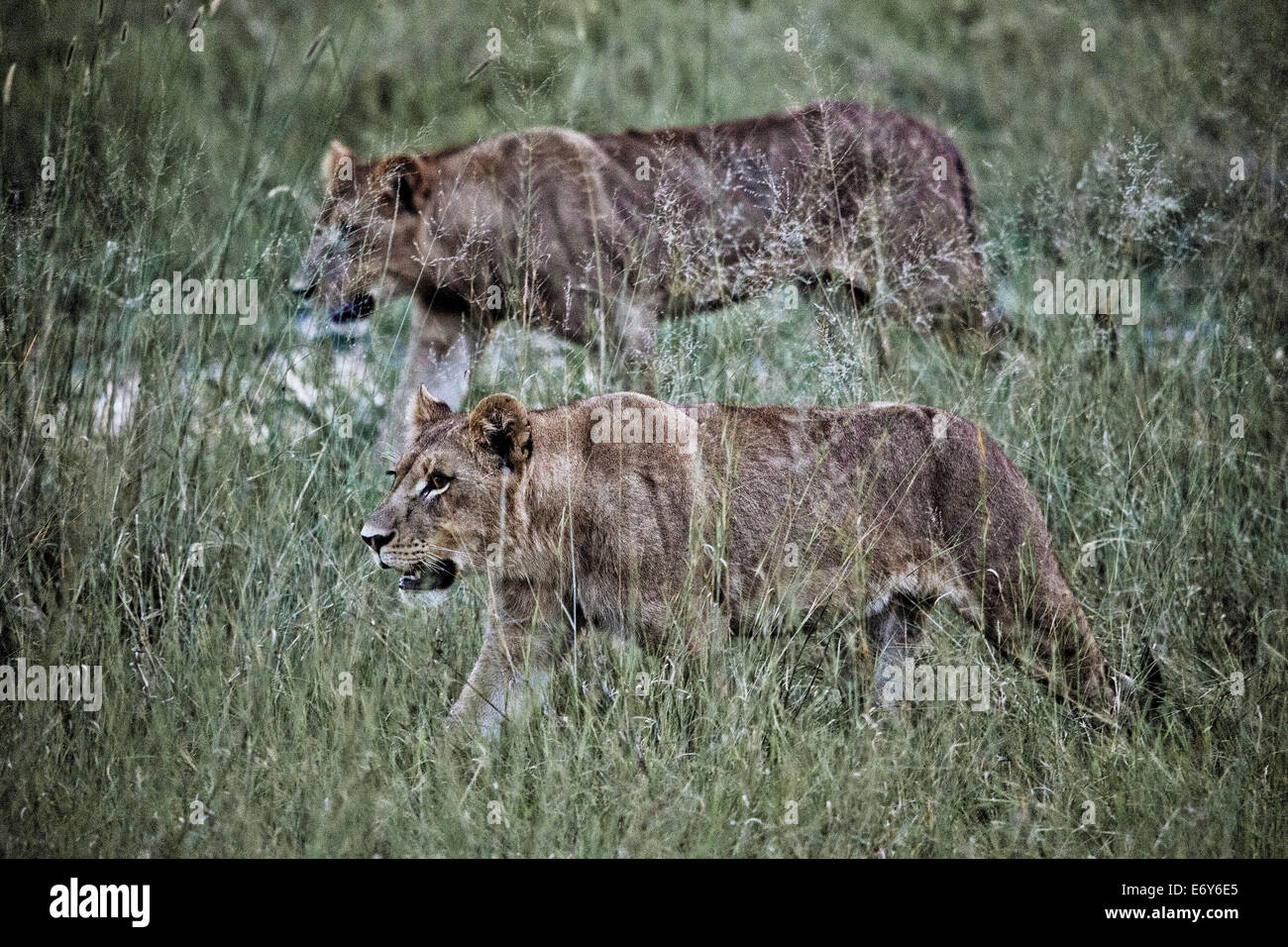 Deux lionnes sur Duba Island, Okavango Delta, Botswana, Africa Banque D'Images