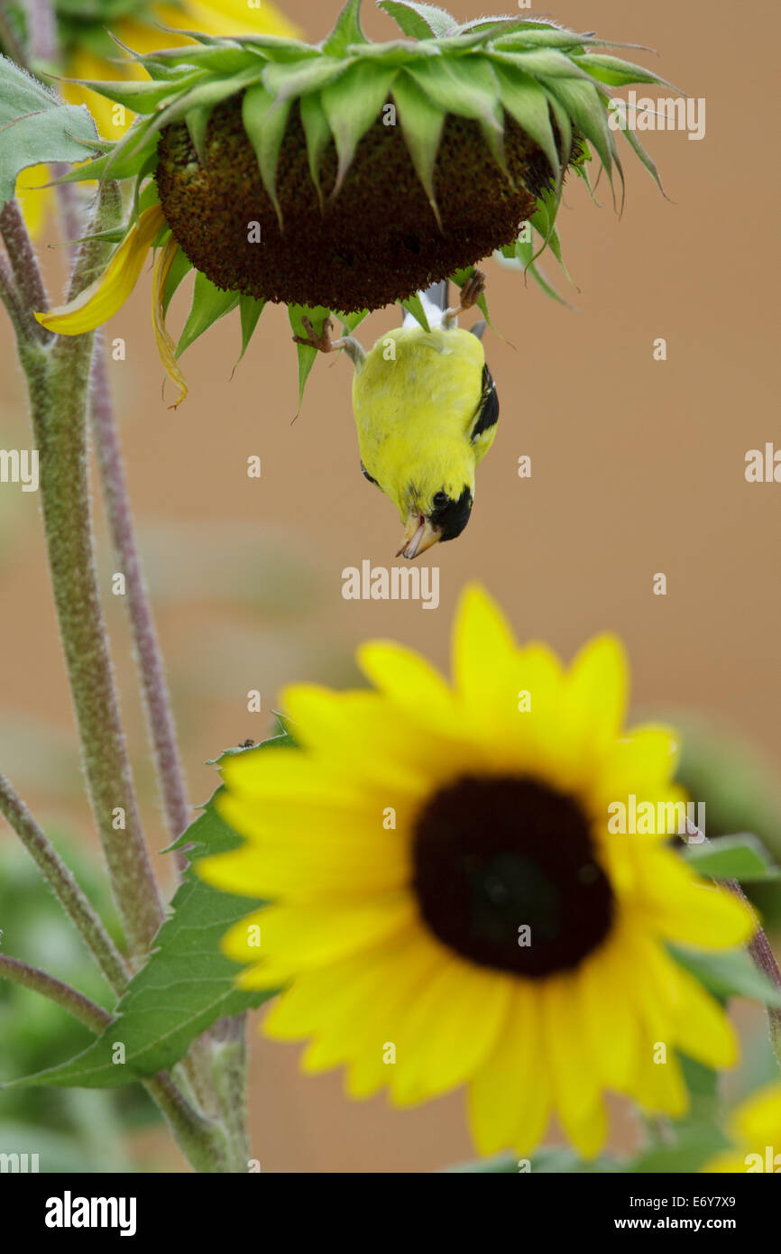 American Goldfinch suspendu à l'envers de Sunflower perching oiseau songbird ornithologie Science nature faune Environnement vertical Banque D'Images