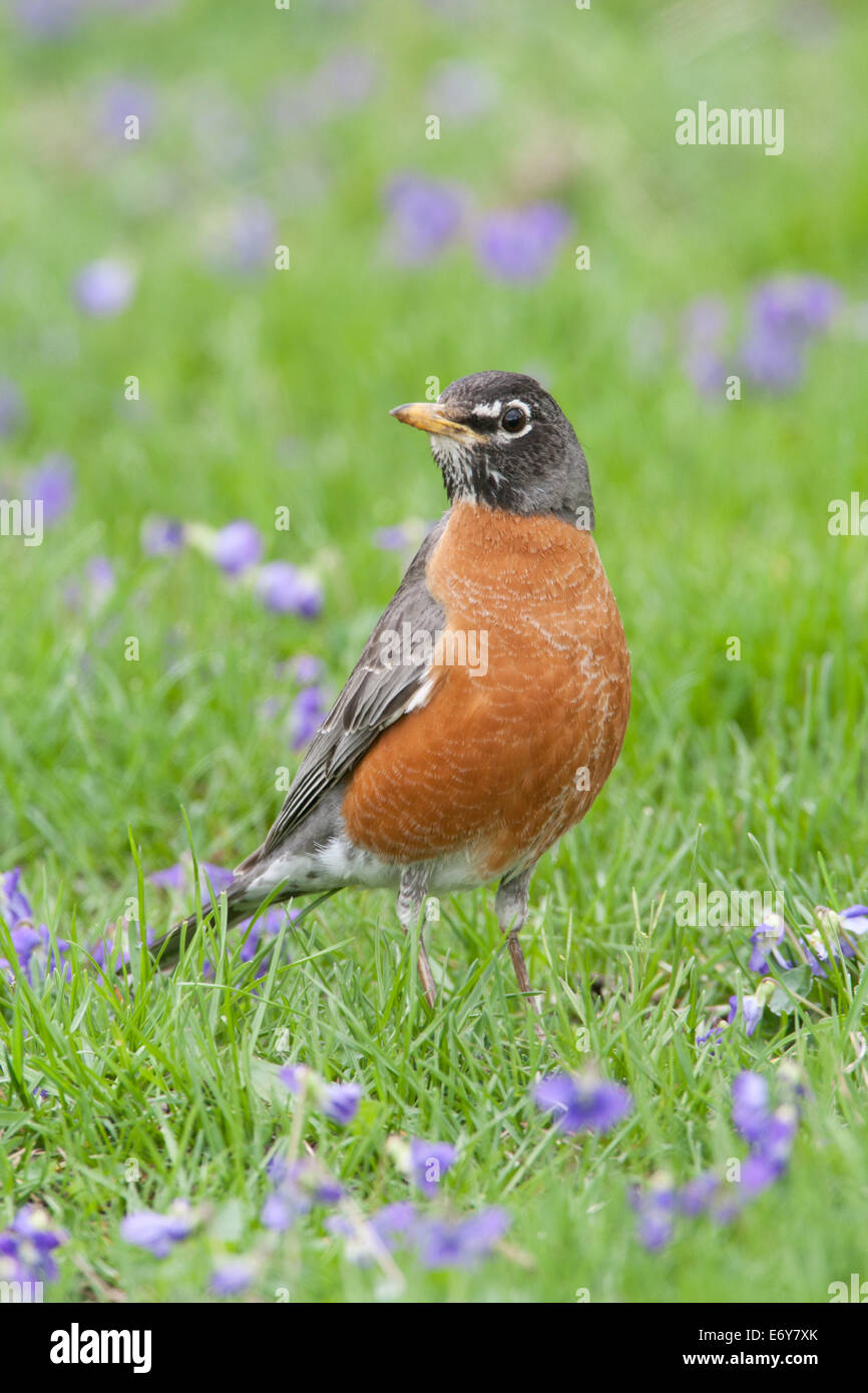 Américain Robin dans fleurs au sol oiseau songbird nature verticale Banque D'Images