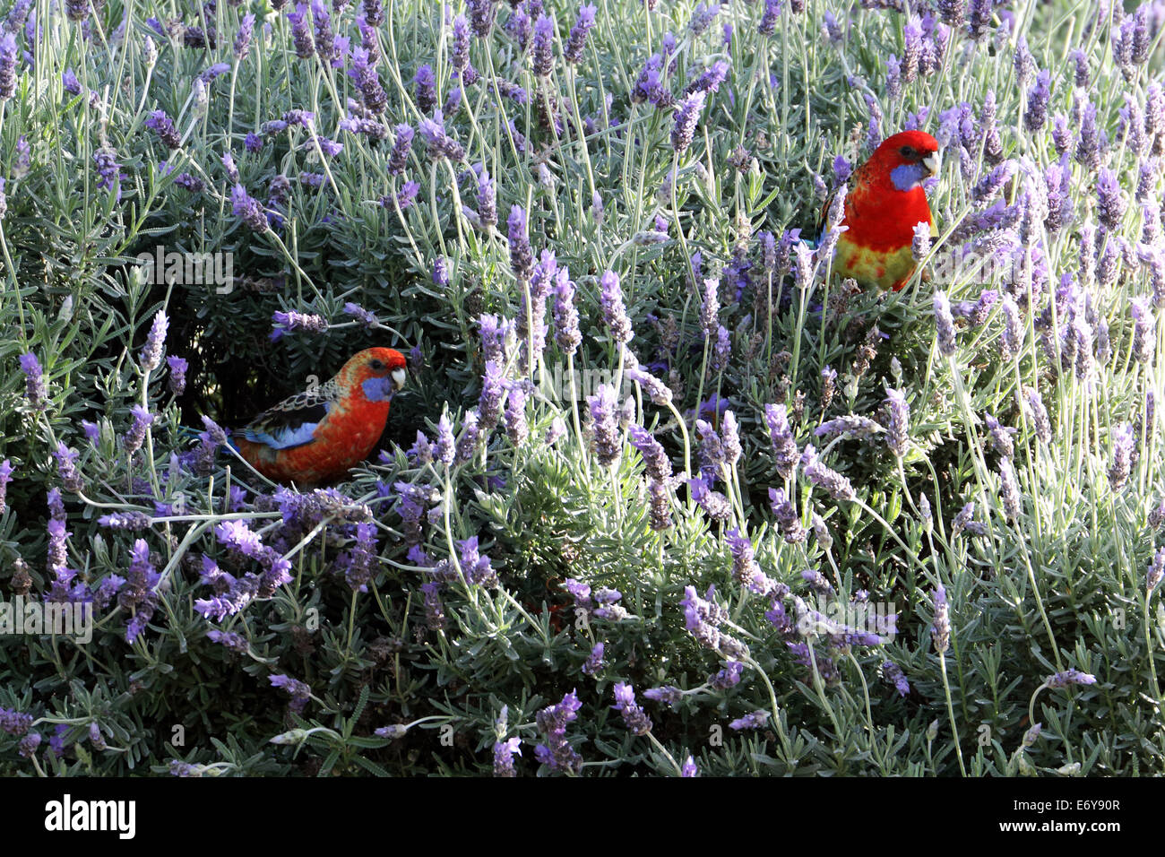 Eastern Rosellas bénéficiant d'Australie à Adélaïde lavande fraîche Banque D'Images