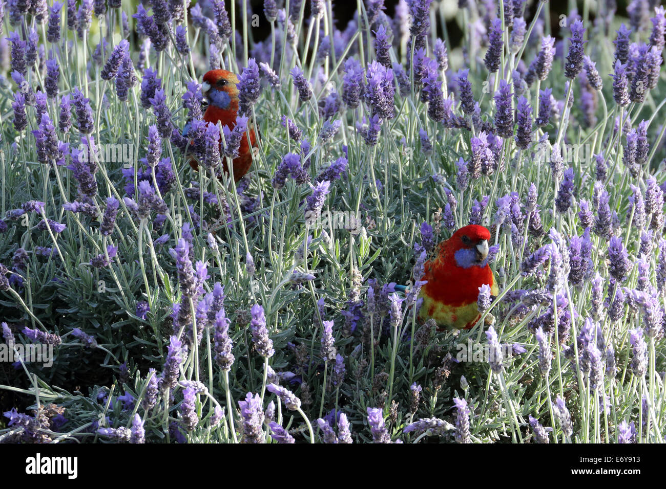Eastern Rosellas bénéficiant d'Australie à Adélaïde lavande fraîche Banque D'Images